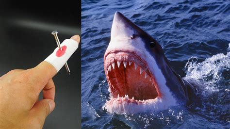 Testing if Sharks Can Smell a Drop of Blood 